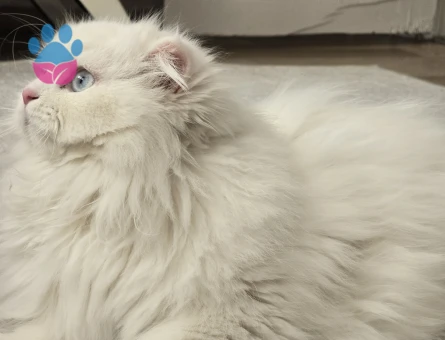 Anne baba şecereli brithis kızımıza eş arıyoruz,