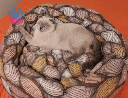 Scottish Fold Kızıma Eş Arıyorum