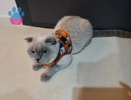 Scottish Fold Kızıma Eş Arıyorum