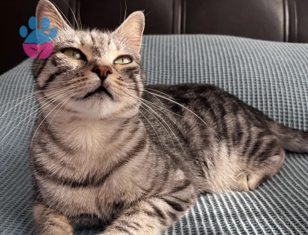 Tekir Kedime Eş Arıyorum 2 Yaşında