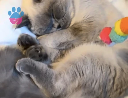 Erkek kedi arıyorum