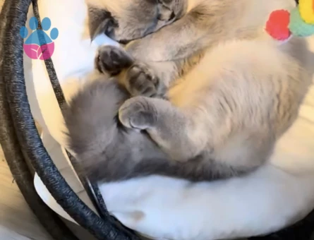 Erkek kedi arıyorum