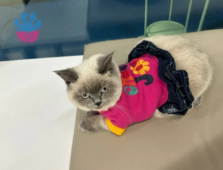 Erkek kedi arıyorum