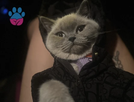 Erkek kedi arıyorum