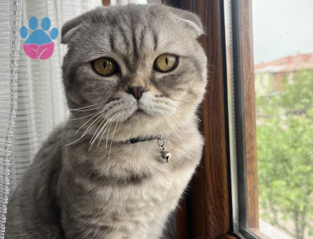 British Shorthair Mızmız Eş Arıyor