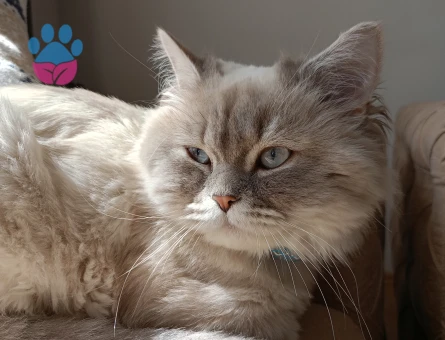 British Shorthair 10 Aylık Eş Arıyor