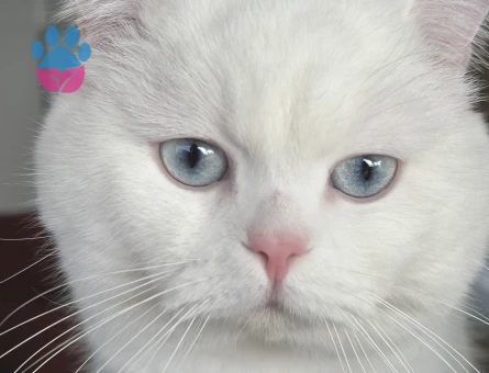 British Shorthair 1 Yaşında Eş Arıyor