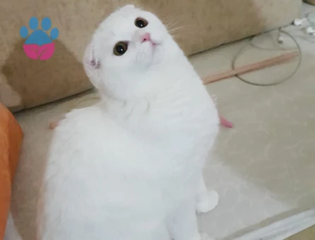 Scottish Fold Uysal Kızıma Eş Arıyorum