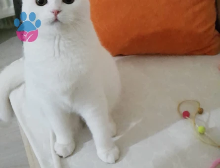Scottish Fold Uysal Kızıma Eş Arıyorum