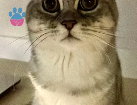 British Shorthair 2 Yaşında Eş Arıyor