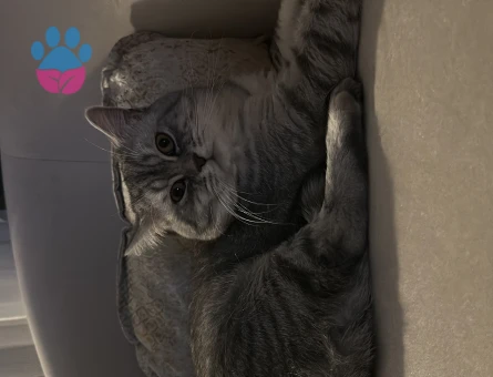 British Shorthair 2 Yaşında Eş Arıyor