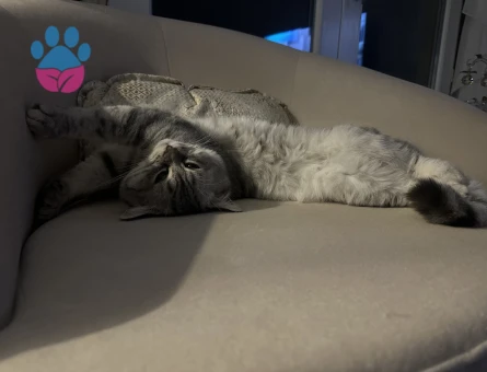 British Shorthair 2 Yaşında Eş Arıyor