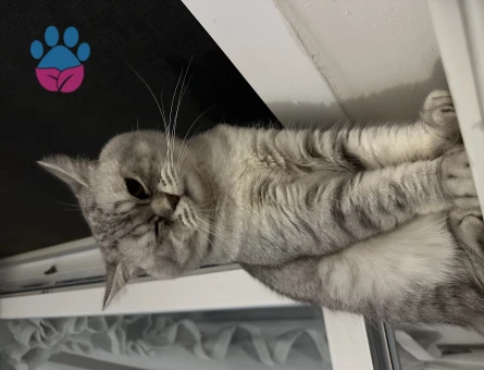 British Shorthair 2 Yaşında Eş Arıyor