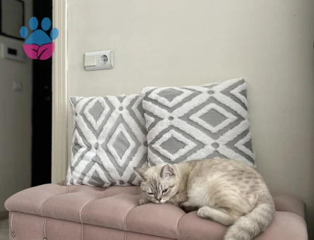 Kızıma eş arıyorum