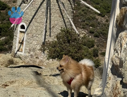 Eş arıyorum oğluma