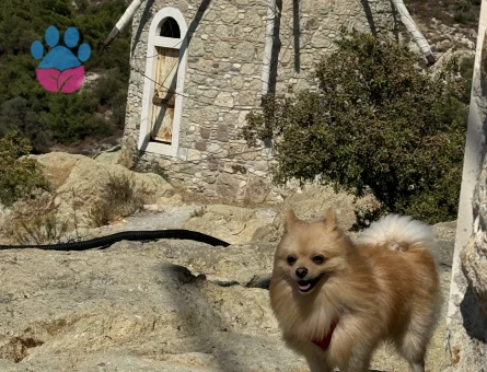 Eş arıyorum oğluma