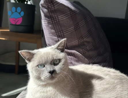 Erkek kedimize gelin arıyoruz 😇