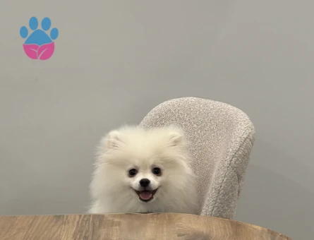 Pomeranian Boo Yakışıklıya Eş Aranıyor