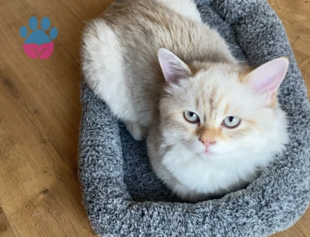 British Longhair erkek kedime eş arıyorum