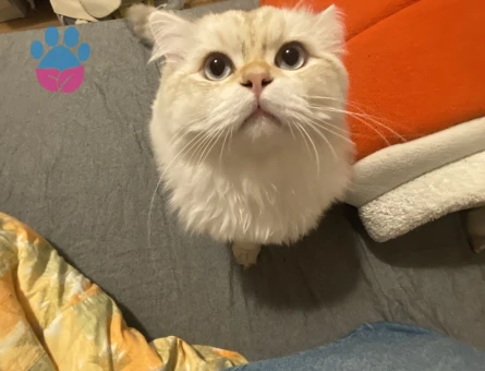 British Longhair erkek kedime eş arıyorum