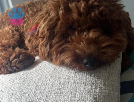 Kopegim için eş ariyoruz