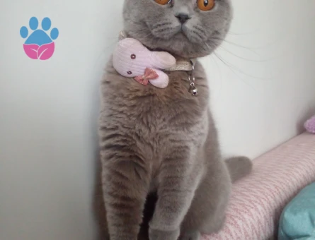 Scottish Kızımıza Eş arıyoruz