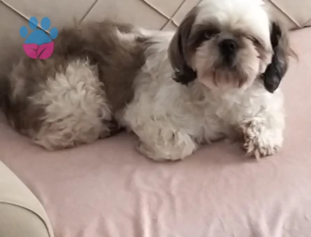 Shih Tzu Güzel Kızıma Eş Arıyorum