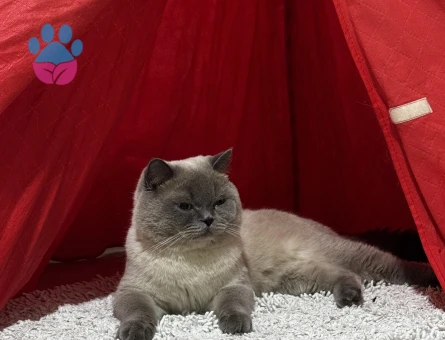 Erkek kedime dişi arıyorum