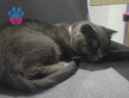 British Kedime Eş Arıyorum 1 Yaşında