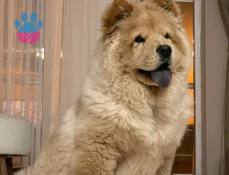 Chow chow dişi köpeğime çiftlestirmek için eş