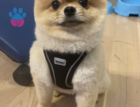 Erkek Pomerian çiftleşme