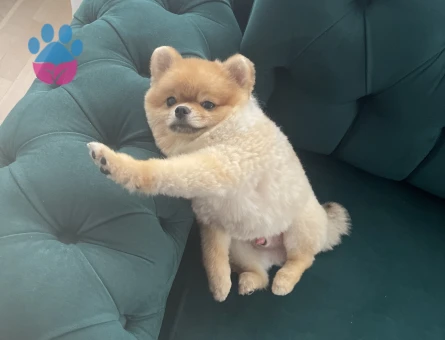 Erkek Pomerian çiftleşme