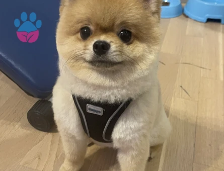 Erkek Pomerian çiftleşme