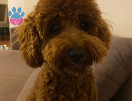 Toy Poodle 1,5 Yaşında Eş Arıyor