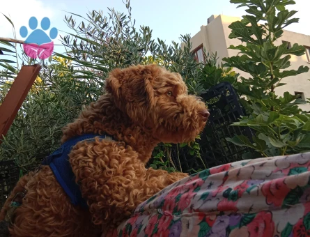 Maltipoo 1,5 yaşında erkek 10 kilo