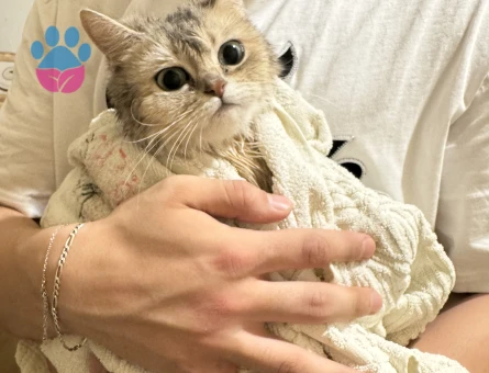 British Shorthair Kızıma Acil Eş Arıyorum