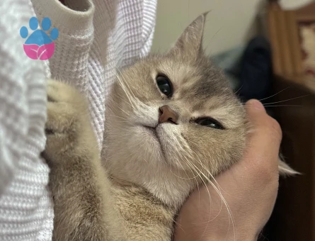 British Shorthair Kızıma Acil Eş Arıyorum