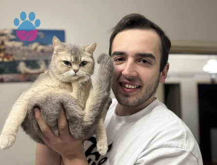 British Shorthair Kızıma Acil Eş Arıyorum