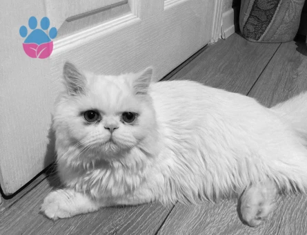 11 aylığa girecek olan iran kedime eş arıyorum