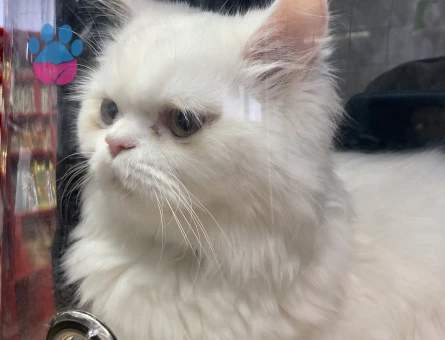 11 aylığa girecek olan iran kedime eş arıyorum