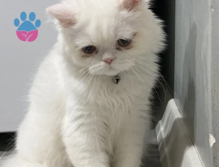 11 aylığa girecek olan iran kedime eş arıyorum