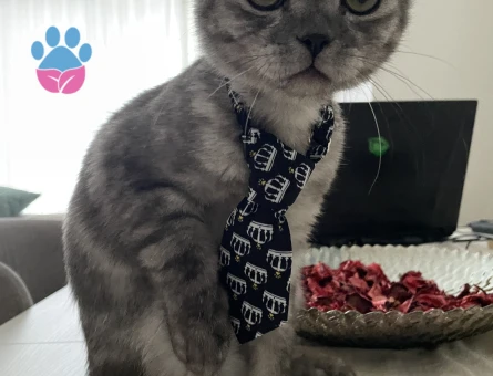 British Shorthair Oğlumuza gelin arıyoruz