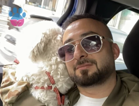 Maltese Terrier Köpeğim Eş Arıyor