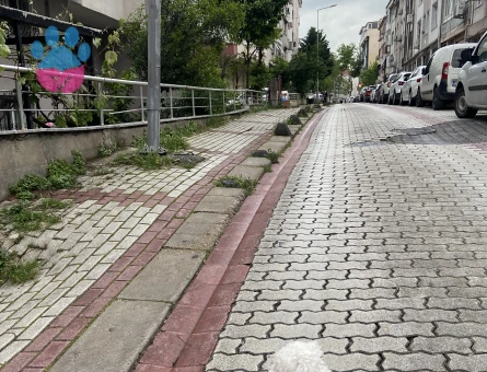 Maltese Terrier Köpeğim Eş Arıyor