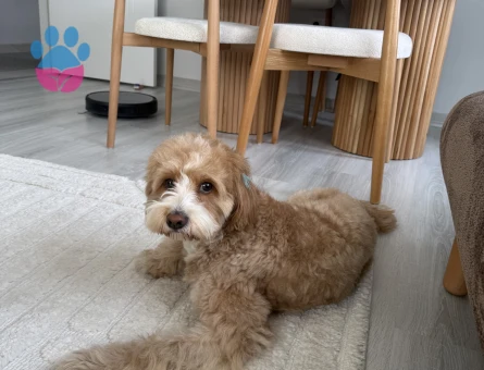 gofret (toy poodle & labrador)