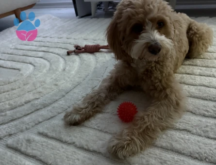 gofret (toy poodle & labrador)