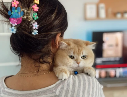 British shorthair golden oğluma eş arıyorum