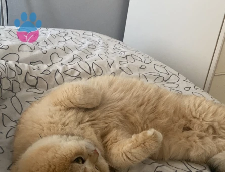 British shorthair golden oğluma eş arıyorum