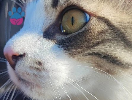 Oğlumuza eş arıyoruz