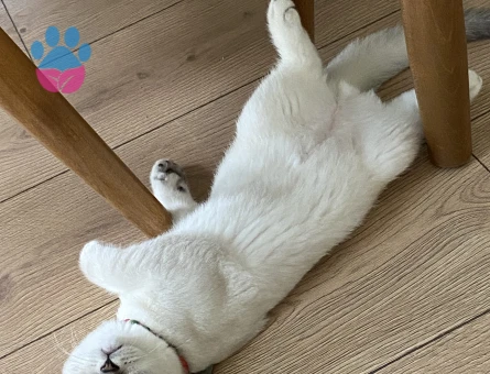 YAKIŞIKLI OĞLUMA EŞ ARIYORUZ 🔥😍